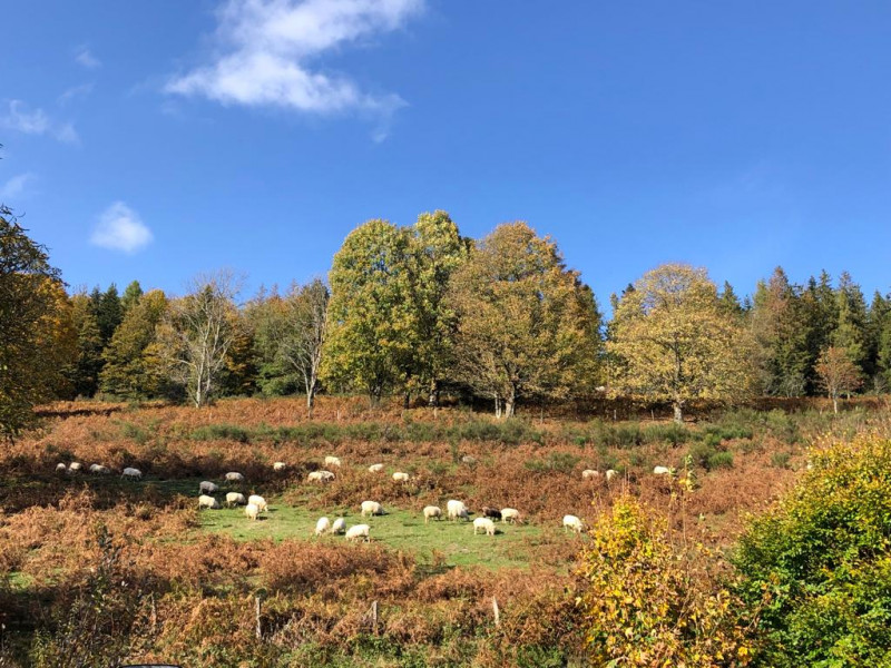 gite-du-draimont-fresse-sur-moselle-2087-258270 gite-du-draimont-fresse-sur-moselle-2087-258270